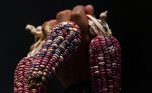 黑龙江强化农业安全管理 修订条例禁种转基因主粮作物，规范农作物种子经营