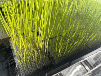 海南出台种子进出口生产经营许可管理办法，为农作物种子经营注入新活力